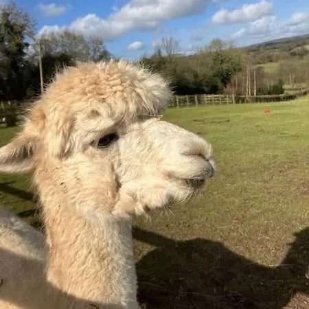 Zoe'S Cottage With Alpaca'S And 7 Mins Drive To Alton Towers Denstone Exterior foto