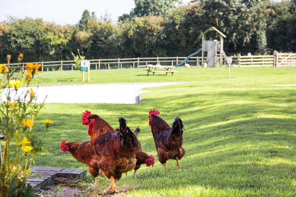 Holiday home Zoe's With Alpaca's And 7 Mins Drive To Alton Towers Denstone