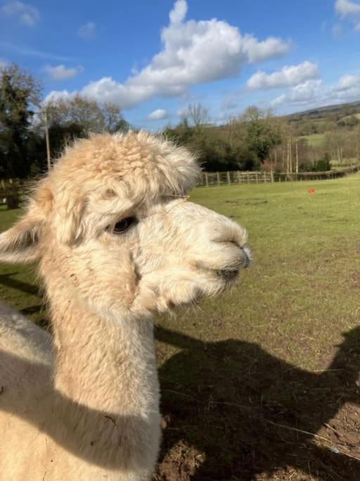 Zoe's With Alpaca's And 7 Mins Drive To Alton Towers